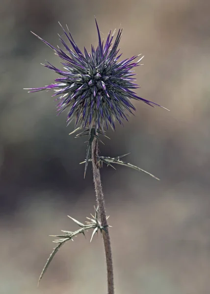 Echinops Blomma Blommade Fältet — Stockfoto