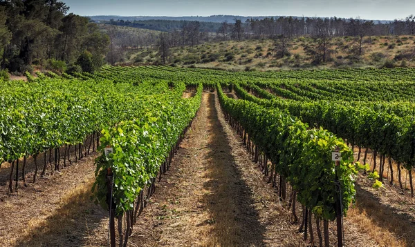 Planting Vineyard Kibbutz Harel Month May — Stock Photo, Image