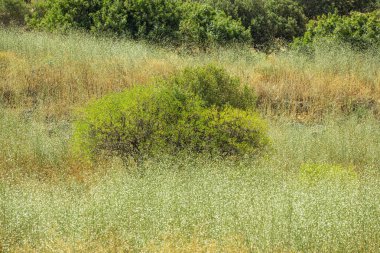 Kır çiçeklerinin arasında büyük bir çalı 