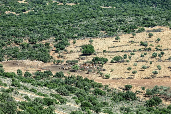 Cow Pasture Valley — Stock Photo, Image