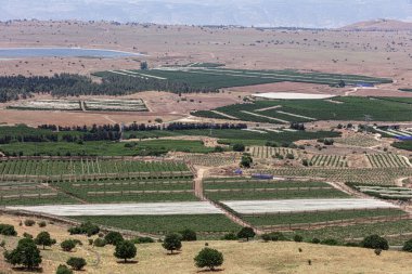 Benthal Dağı yakınlarında kiraz ve mango bahçeleri