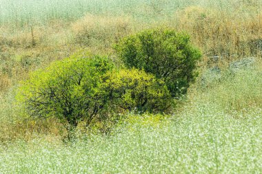Kır çiçeklerinin arasında güzel bir çalılık