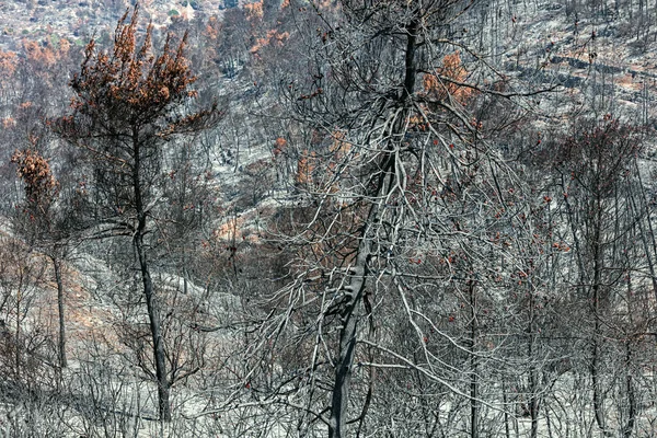 Fire Forest Jerusalem — Stock Photo, Image