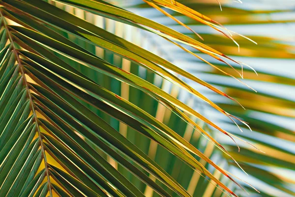 Palmeira folhas contra o céu — Fotografia de Stock