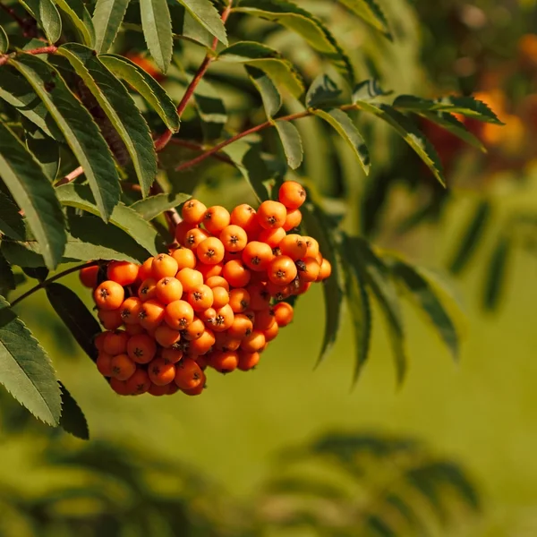 Mountain ash fruits — Stock Photo, Image