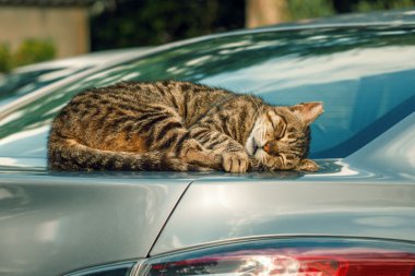 kedi bir arabaya uyuyor
