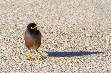 Yavru kuş starlings değer