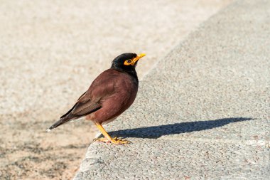 Yavru starling sokakta