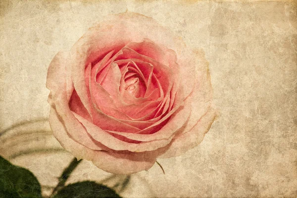 贺卡与盛开的玫瑰 — 图库照片
