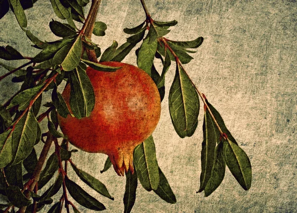 Vzorník barev s granátovým jablkem — Stock fotografie