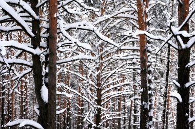 grafik kış manzarası