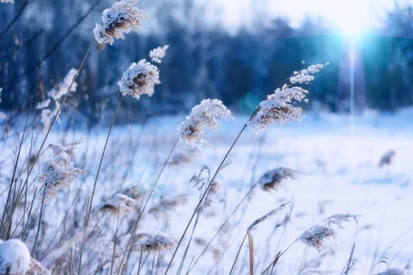 Paesaggio invernale sera — Foto Stock