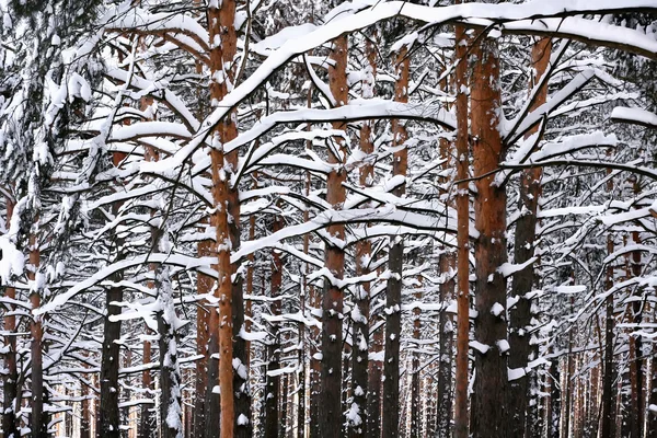 Paesaggio invernale grafico — Foto Stock