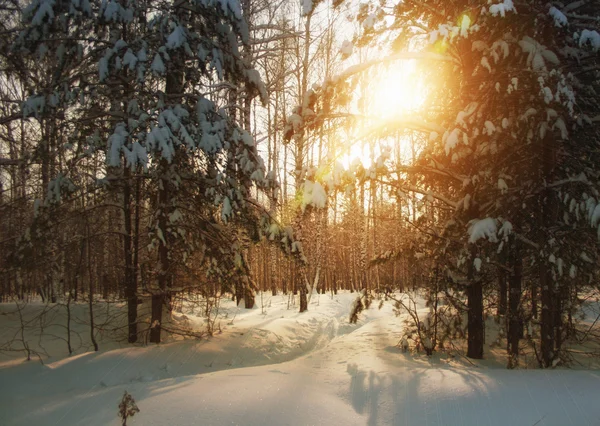 Inverno noite inverno floresta paisagem — Fotografia de Stock