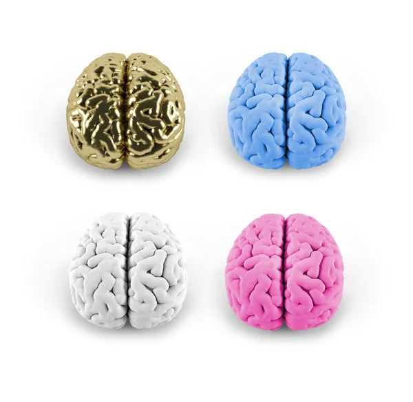 Modelo conceptual del cerebro — Foto de Stock