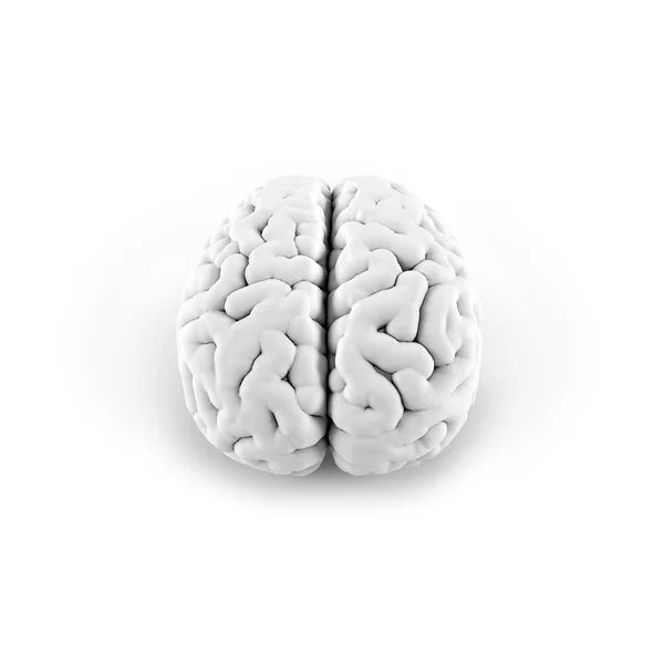 Modelo de cérebro no fundo branco — Fotografia de Stock