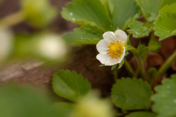 Garden Strawberry Sprouts Strawberry Flowering — Stock Photo, Image