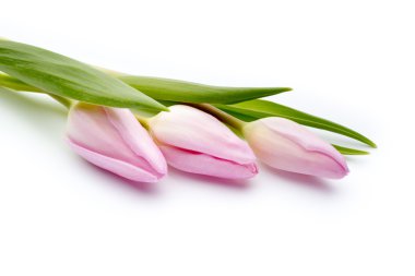 Beyaz arka planda laleler.