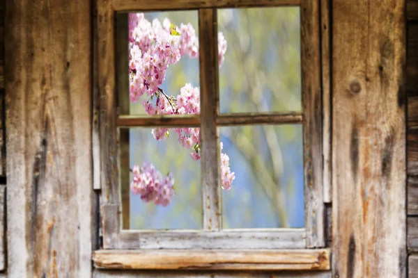 Стара дерев'яна віконна рама, весна, квітучі дерева . — стокове фото