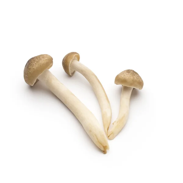 Mushroom on the isolated background. — Stock Photo, Image