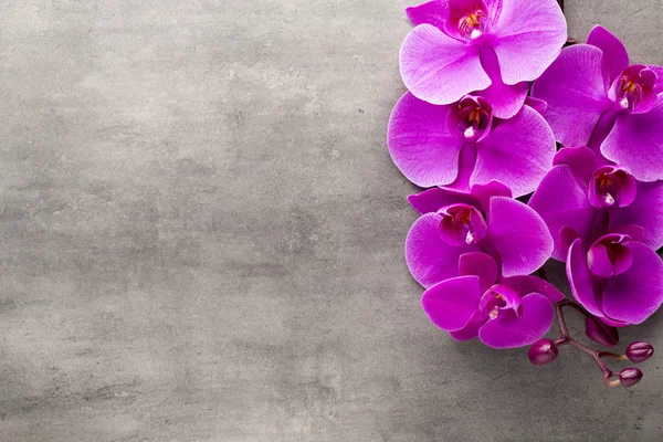 Hermosa orquídea rosa sobre un fondo gris. —  Fotos de Stock