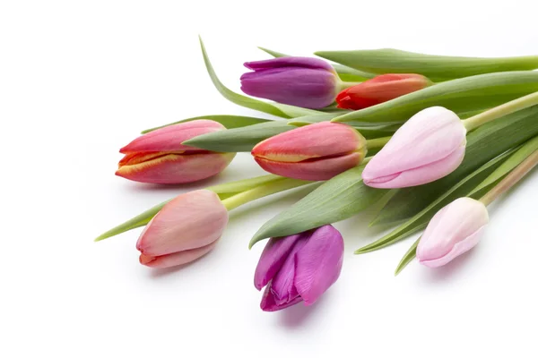 Tulpen auf weißem Hintergrund. — Stockfoto