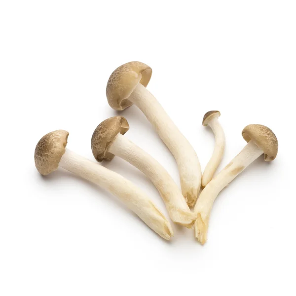 Mushroom on the isolated background. — Stock Photo, Image