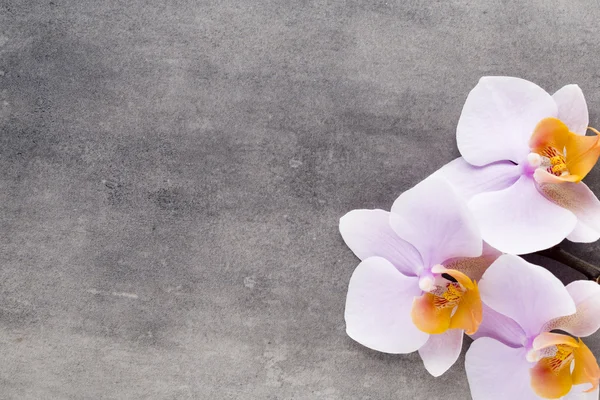 Beautiful pink orchid on a gray background. — Stock Photo, Image