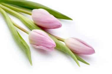 Beyaz arka planda laleler.