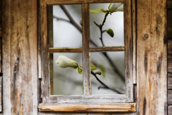 Tulipe. Tulipes roses sur fond gris . — Photo