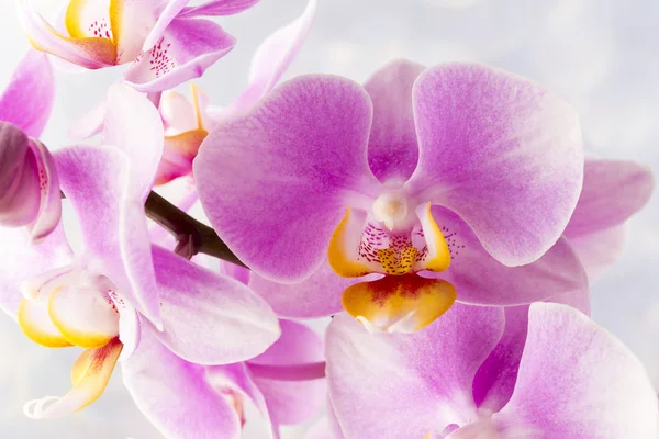 Hermosa orquídea rosa sobre un fondo gris. — Foto de Stock