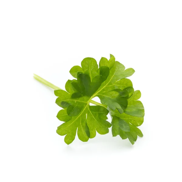 Parsley on the white background. — Stock Photo, Image