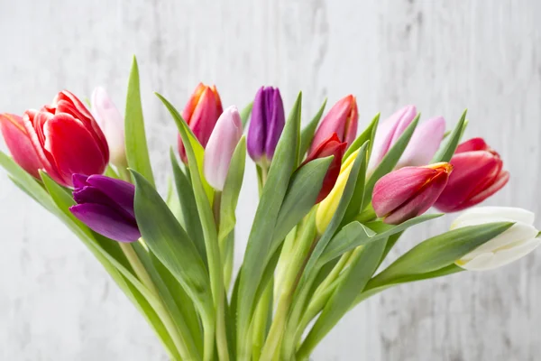 Tulips on the grey background. — Stock Photo, Image