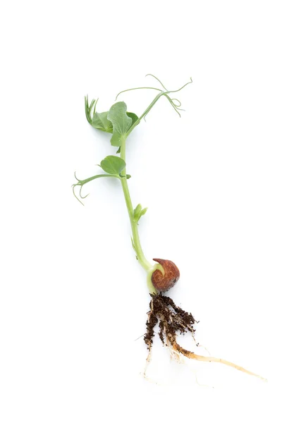 Brotes de guisante ecológico en fondo blanco. — Foto de Stock