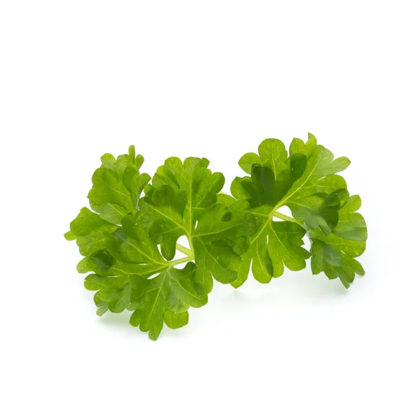 Parsley on the white background. — Stock Photo, Image