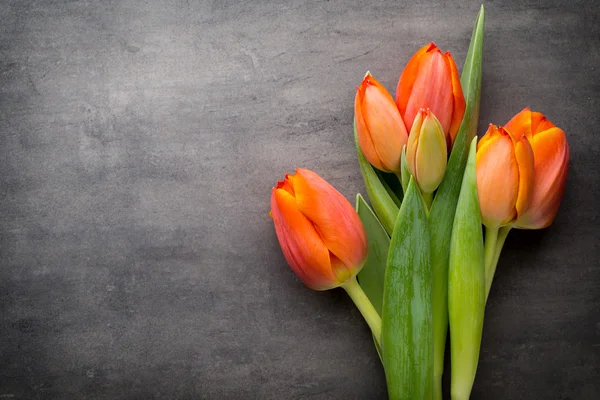 Tulips, orange on the grey  background. — Stock Photo, Image