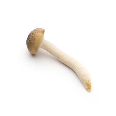 İzole arka plan üzerinde mantar.