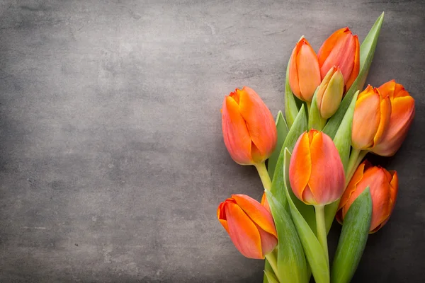 Tulips, orange on the grey  background. — Stock Photo, Image