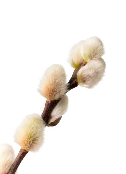 Catkins. Grandes y suaves amentos de Pascua. Aislado sobre fondo blanco . — Foto de Stock