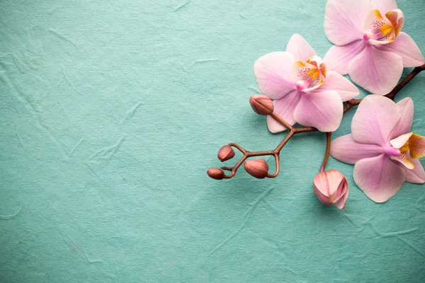 Orchid. Różowy storczyk na podłoże drewniane. — Zdjęcie stockowe