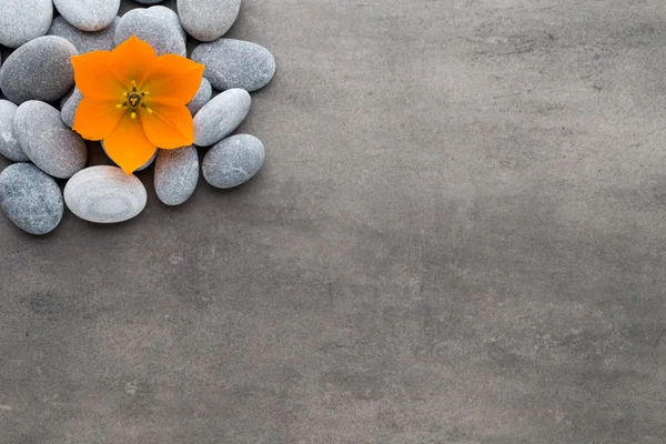 Spa stones on the grey  background. — Stock Photo, Image