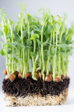 Beyaz arka planda organik bezelye filizleri.