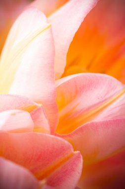 Lale. Lale, çiçek arka plan.