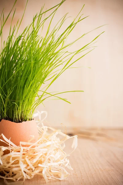 Easter. Easter composition of green grass egg shell. — Stock Photo, Image