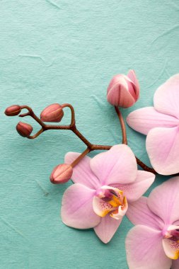 Orkide. Ahşap arka plan üzerinde pembe orkide.