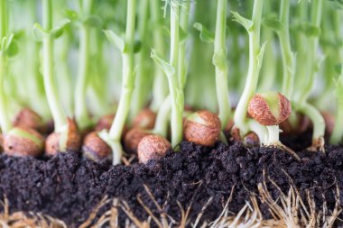 Beyaz arka planda organik bezelye filizleri.