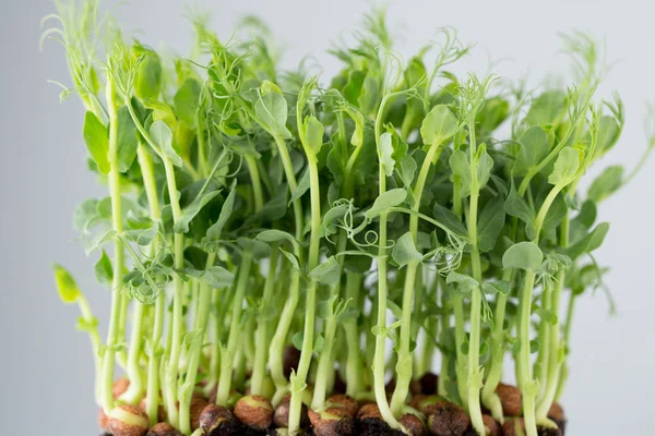 Brotes de guisante ecológico en fondo blanco. — Foto de Stock