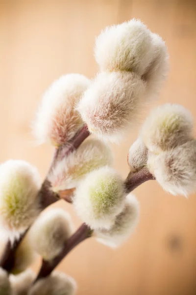 Hanblommor. Stora mjuka påsk hängen. — Stockfoto