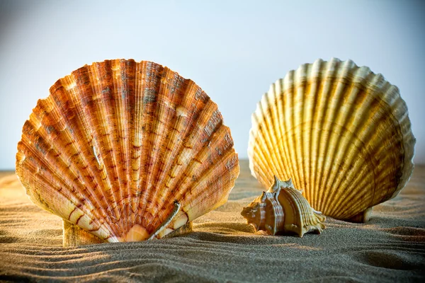Muscheln Muscheln, Muscheln vom Strand - panoramische - mit l — Stockfoto