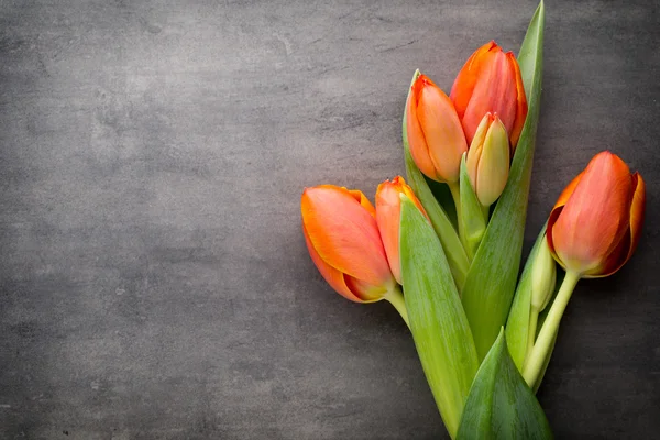 Tulips, orange on the grey  background. — Stock Photo, Image